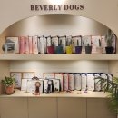 베버리 독스 이미지