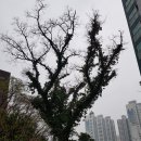 느티나무 이미지