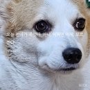 아마따 | 싸따싸따똥싸따