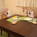 더골라바 Daum카페