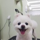 개도만족 네이버블로그