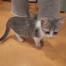 청춘 고양이 카페 이미지