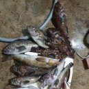 댕겨와유 이미지