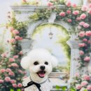 눈부시개 이미지