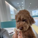 CFM애견유치원 이미지