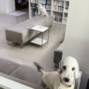 쿠키동물병원 이미지