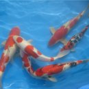 진천관상어 이미지