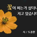 꽃 피는가 싶더니 꽃이 지고 있습니다 - 도종환 (낭송 - 블루요정) 이미지