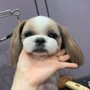 도루몽실 이미지