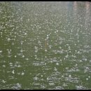 보물섬낚시터 이미지