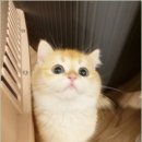 캣그램 광주 고양이분양 네이버블로그
