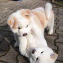 포근하개 이미지