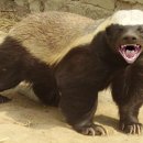 허니뱃저(Honey Badger) 이미지