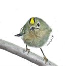 크리스마스트리에는 전구가 필요 없다 이미지