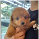 수원-1308 이미지