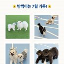 몽벨로 펫 케어센터 이미지