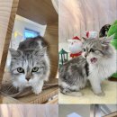 노곡주유소 이미지