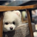 성지애견 이미지