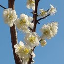 이천산수유마을 이미지