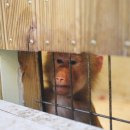 작은 동물원 이미지