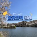 들물횟집 | 주말에 뭐하지? 봄꽃보러 갈래!