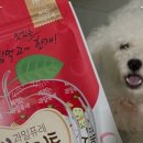 도그앤프릭스
