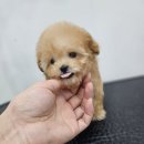 바른 애견 이미지