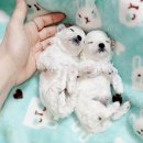 개맘대로 이미지