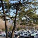 충혼탑 | 창원 가볼 만한 곳 목련 명소 “충혼탑” 개화 현 상황 지금이 절정✨