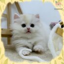 쌍림 | 쌍림고양이분양 천국 경험 후기 냥젤리 만세