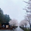 에스케이에덴주유소 | [가평 에덴벚꽃길] 벚꽃축제, 주차, 가는방법, 벚꽃 늦게 피는곳