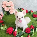 쏘큐트 펫살롱 이미지