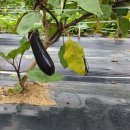 솔티농장 이미지