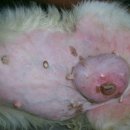 해담은동물병원 이미지