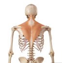 두통·턱관절·경추 측만증의 핵심! 승모근 상부섬유(Upper Trapezius) Trigger Point를 놓치지 마세요 이미지