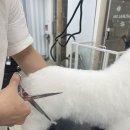 마이뷰티독 이미지