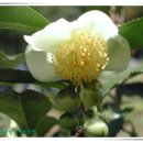 야생초농원 이미지