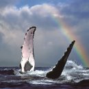 고래천국 이미지