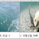 자연알로(보령) 이미지