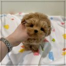 아이유동물메디컬센터 | 성남강아지분양 추가금 없는 퍼피에몽