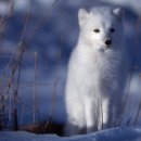 얼음왕국 이미지