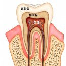 이종회원들께 소개하는 치약 고르는 법.ppt 이미지