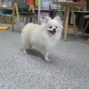 이쁜 똥강아지 이미지