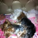 호동이PC 이미지