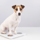 이수동물병원 이미지