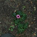 스위스마을 214동 이미지