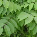 옻나무집 이미지