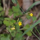 괭이밥 Oxalis corniculata L. 이미지