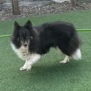 행복하개 | 내돈내산 파주 운정 애견 유치원 행복하개 밝개 자신있개 강아지 유치원 체험 후기~ 중대형견 유치원 강추!