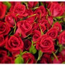 봄, 희망의소리 이미지